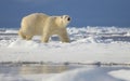 Polar Bear Royalty Free Stock Photo