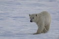 Polar bear moves across Arctic ice Royalty Free Stock Photo