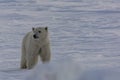 Polar bear moves across Arctic ice Royalty Free Stock Photo