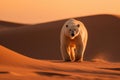 A polar bear walks desperately through the desert looking for water and food.Global warming has left this polar bear without