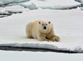 Polar Bear on a ice floe, Wrangel Islands