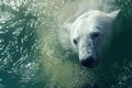 Polar bear in water Royalty Free Stock Photo