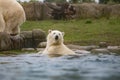 Polar bear in water Royalty Free Stock Photo