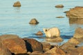Polar Bear in the water 3