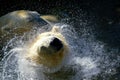 Polar bear in the water