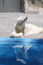 Polar bear water reflection Royalty Free Stock Photo