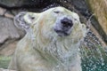 Polar Bear Water Shake Royalty Free Stock Photo