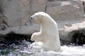 A polar bear in the water, Ursus maritimus