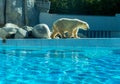 Polar bear on the waterfront at the zoo Royalty Free Stock Photo