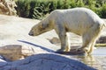 Polar bear