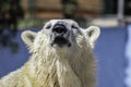 Polar Bear Royalty Free Stock Photo