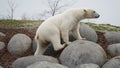 Polar bear at the wildlands zoo in Emmen, Netherlands