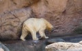 Polar Bear (Ursus Maritimus) at NC Zoo Royalty Free Stock Photo