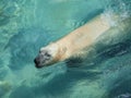 Polar Bear (Ursus Maritimus) Swimming at NC Zoo Royalty Free Stock Photo