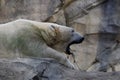 Polar bear yawn