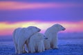 Polar bear with yearling cubs Royalty Free Stock Photo