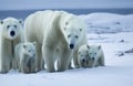 Polar bear with yearling cubs walking on the ridge of a glacier Royalty Free Stock Photo