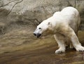 Polar Bear at Zoo Royalty Free Stock Photo