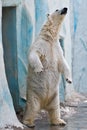 A polar bear in the zoo Royalty Free Stock Photo