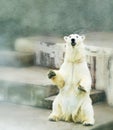 Polar bear in zoo Royalty Free Stock Photo