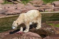 Polar Bear in zoo
