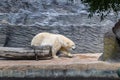Polar bear in a zoo Royalty Free Stock Photo