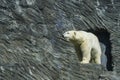 Polar bear Zoo Prague Royalty Free Stock Photo