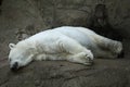 Polar bear in a zoo Royalty Free Stock Photo