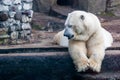 Polar bear in the Zoo