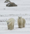 Polar bears. Royalty Free Stock Photo