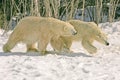 Polar bears Royalty Free Stock Photo