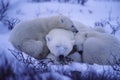 Polární medvědi 