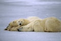 Polar bears Royalty Free Stock Photo