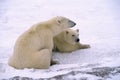 Polar bears Royalty Free Stock Photo