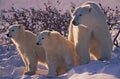Polárna medvede 