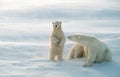 Polar bears in blowing snow storm,soft focus