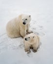 Polar bears in Canadiab Arctic