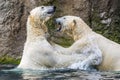 Polar bears fighting Royalty Free Stock Photo