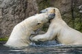 Polar bears fighting an playing Royalty Free Stock Photo