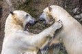 Polar bears fighting an playing Royalty Free Stock Photo