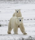 Polar bears have become interested. Royalty Free Stock Photo