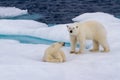 Polar bears on ice