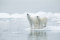 Polar bears on iceberg Royalty Free Stock Photo