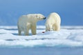 Polar bears with killed seal. Two white bear feeding on drift ice with snow, Svalbard, Norway. Bloody nature with big animals. Royalty Free Stock Photo