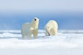 Polar bears with killed seal. Two white bear feeding on drift ice with snow, Svalbard, Norway. Bloody nature with big animals. Royalty Free Stock Photo