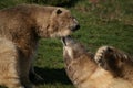 Polar Bears in Love Royalty Free Stock Photo