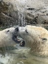 Polar bears in love play Royalty Free Stock Photo