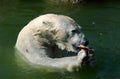 Polar bears lunchtime Royalty Free Stock Photo