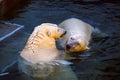 Polar bears in the Novosibirsk Zoo Royalty Free Stock Photo