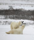 Polar bears play. Royalty Free Stock Photo